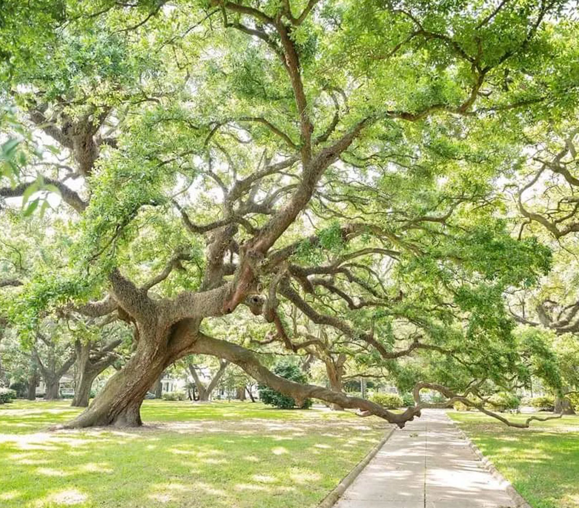 large live oaks overhanging over sidewalk