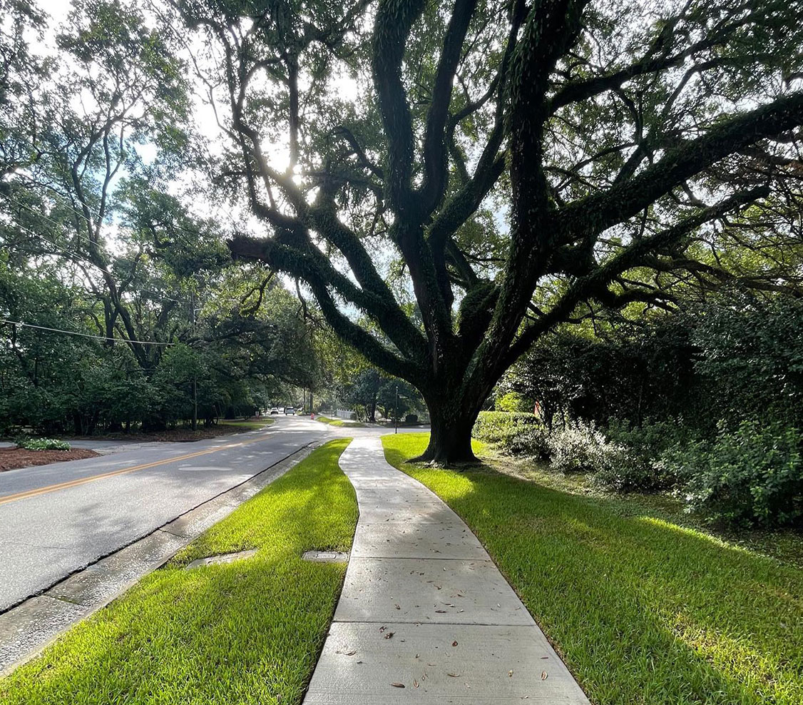 large live oak and sidewalk along green grass pathway roadside